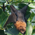 BAT CLOSE-UP